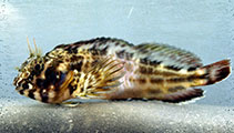 To FishBase images (<i>Hypleurochilus bananensis</i>, Togo, by Wirtz, P.)