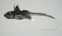 Image of Hydrolagus barbouri 