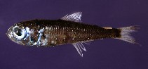 To FishBase images (<i>Hygophum benoiti</i>, Italy, by Costa, F.)
