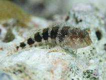 To FishBase images (<i>Hypleurochilus bermudensis</i>, Bahamas, by Johnson, L.)