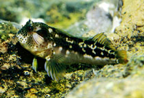 To FishBase images (<i>Hypsoblennius brevipinnis</i>, Panama, by Allen, G.R.)