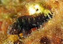 To FishBase images (<i>Hypleurochilus caudovittatus</i>, USA, by Cox, C.D.)