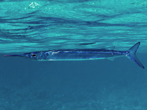 To FishBase images (<i>Hyporhamphus dussumieri</i>, Maldives, by Seycek, O.)
