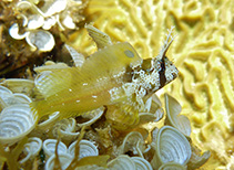 To FishBase images (<i>Hypsoblennius exstochilus</i>, Bahamas, by Johnson, L.)