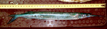 Image of Hyporhamphus gamberur (Red Sea halfbeak)