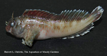 To FishBase images (<i>Hypleurochilus geminatus</i>, USA, by Christie, B.L.)