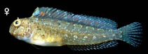 To FishBase images (<i>Hypsoblennius gentilis</i>, Mexico, by Allen, G.R.)