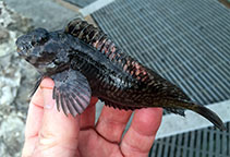 To FishBase images (<i>Hypsoblennius gilberti</i>, USA, by Wozniak, S.)