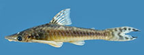 Image of Hypoptopoma gulare 