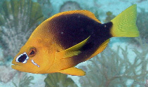 To FishBase images (<i>Hypoplectrus guttavarius</i>, Jamaica, by Steele, M.A.)