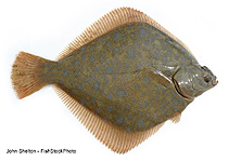 To FishBase images (<i>Hypsopsetta guttulata</i>, USA, by Shelton, J.)