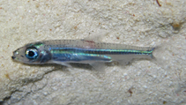 To FishBase images (<i>Hypoatherina harringtonensis</i>, Bahamas, by Johnson, L.)