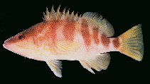 To FishBase images (<i>Ellerkeldia huntii</i>, New Zealand, by Randall, J.E.)