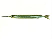 To FishBase images (<i>Hyporhamphus ihi</i>, by SeaFIC)