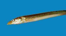 To FishBase images (<i>Hyperoplus immaculatus</i>, by Zauke, G.P.)
