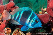 To FishBase images (<i>Hypoplectrus indigo</i>, USA, by Honeycutt, K.)
