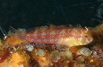 To FishBase images (<i>Hypsoblennius invemar</i>, USA, by Cox, C.D.)