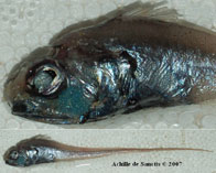 To FishBase images (<i>Hymenocephalus italicus</i>, Italy, by De Sanctis, A.)