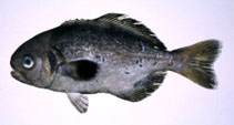 Image of Hyperoglyphe japonica (Pacific barrelfish)