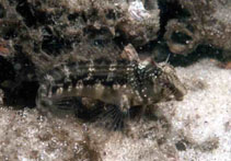 To FishBase images (<i>Hypleurochilus langi</i>, Sierra Leone, by Wirtz, P.)
