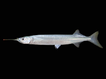 To FishBase images (<i>Hyporhamphus limbatus</i>, Thailand, by Ratmuangkhwang, S.)