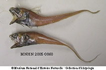 To FishBase images (<i>Hymenocephalus longipes</i>, Philippines, by MNHN)