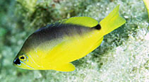 To FishBase images (<i>Hypoplectrus maculiferus</i>, by Lobel, P.)