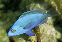 To FishBase images (<i>Hypoplectrus maya</i>, Belize, by Lobel, P.)