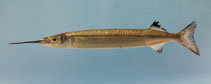 To FishBase images (<i>Hyporhamphus meeki</i>, by NOAA\NMFS\Mississippi Laboratory)