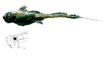 To FishBase images (<i>Hydrolagus mirabilis</i>, French Guiana, by JAMARC)