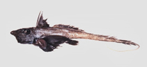 Image of Hydrolagus mitsukurii (Spookfish)