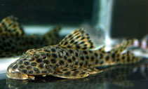 To FishBase images (<i>Hypostomus mutucae</i>, by JJPhoto)