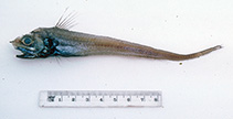 To FishBase images (<i>Hymenocephalus nascens</i>, Australia, by Graham, K.)