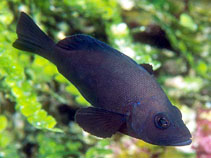 To FishBase images (<i>Hypoplectrus nigricans</i>, Honduras, by Burek, Joyce/Frank)
