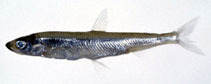 To FishBase images (<i>Hypomesus nipponensis</i>, Japan, by Senou, H.)