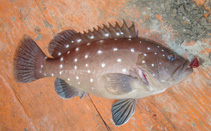 To FishBase images (<i>Hyporthodus niveatus</i>, Brazil, by Timm, C.D.)