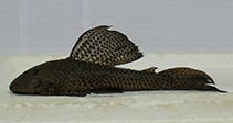 Image of Hypostomus papariae 