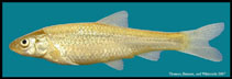 To FishBase images (<i>Hybognathus placitus</i>, USA, by Thomas, C.)