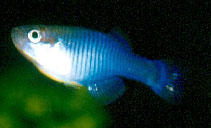 Image of Hypsopanchax platysternus (Zaire lampeye)