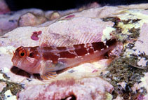 To FishBase images (<i>Hypsoblennius proteus</i>, Revillagigedo A., by Robertson, R.)