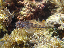 To FishBase images (<i>Hypleurochilus pseudoaequipinnis</i>, Brazil, by Carvalho Filho, A.)