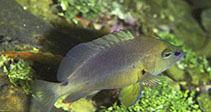 To FishBase images (<i>Hypoplectrus randallorum</i>, Belize, by Lobel, P.)
