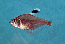Image of Hyphessobrycon socolofi (Spotfin tetra)