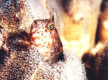 To FishBase images (<i>Hypsoblennius sordidus</i>, Peru, by Hooker, Y.)