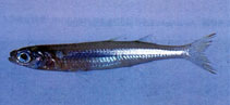To FishBase images (<i>Hypoatherina tsurugae</i>, Chinese Taipei, by The Fish Database of Taiwan)