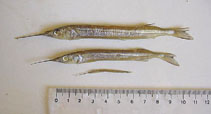 To FishBase images (<i>Hyporhamphus unifasciatus</i>, Brazil, by Vaske Jr., T.)