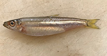 To FishBase images (<i>Hyperlophus vittatus</i>, Australia, by Yau, B.)
