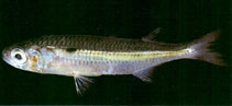 To FishBase images (<i>Hypoatherina woodwardi</i>, Chinese Taipei, by The Fish Database of Taiwan)