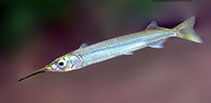 To FishBase images (<i>Hyporhamphus xanthopterus</i>, Sri Lanka, by Ramani Shirantha)