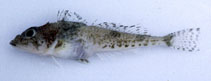 To FishBase images (<i>Icelus cataphractus</i>, Japan, by Suzuki, T.)